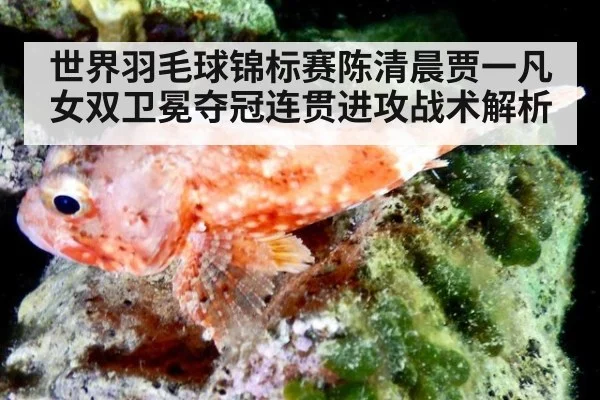 世界羽毛球锦标赛陈清晨贾一凡女双卫冕夺冠连贯进攻战术解析